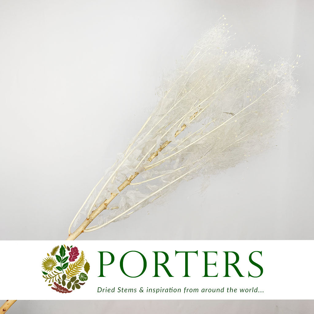 Cotinus 'Coggygria' (Bleached) (DRY) 80cm (100g)