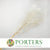 Cotinus 'Coggygria' (Bleached) (DRY) 80cm (100g)