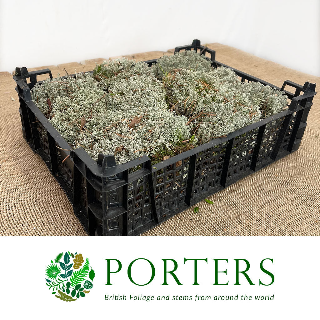 Moss &#39;Silver Moss&#39; (Tray) (Fresh)