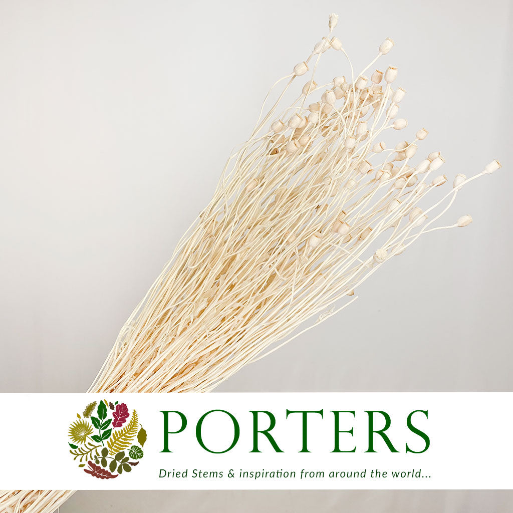 Poppy 'Heads' (Bleached) (Various Sizes) (DRY)