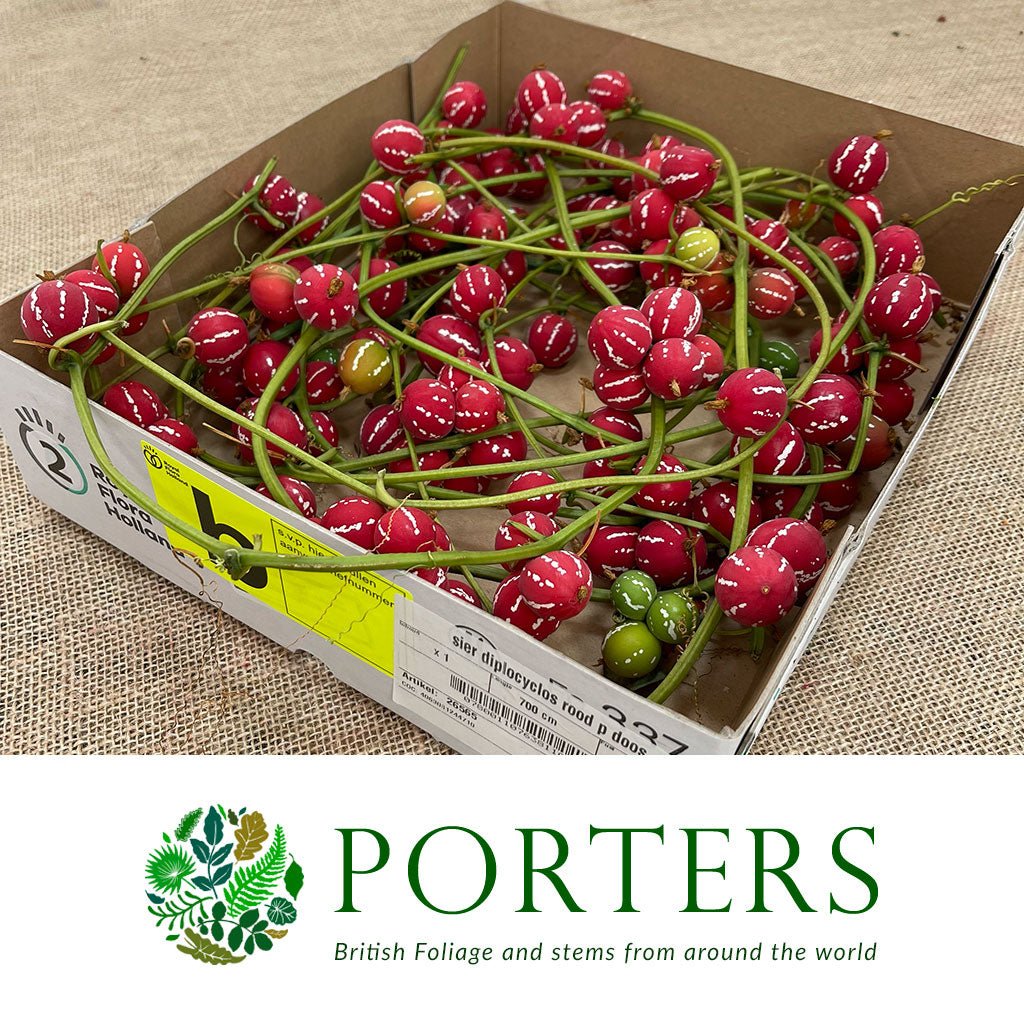 Diplocyclos Palmatus &#39;Red&#39; (Striped Cucumber) (Per Tray)