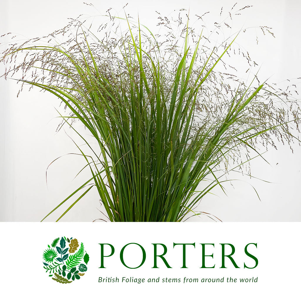 Grass &#39;Spray Grass&#39; Red (Cultivated E) (x20)