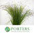 Grass 'Spray Grass' Red (Cultivated E) (x20)