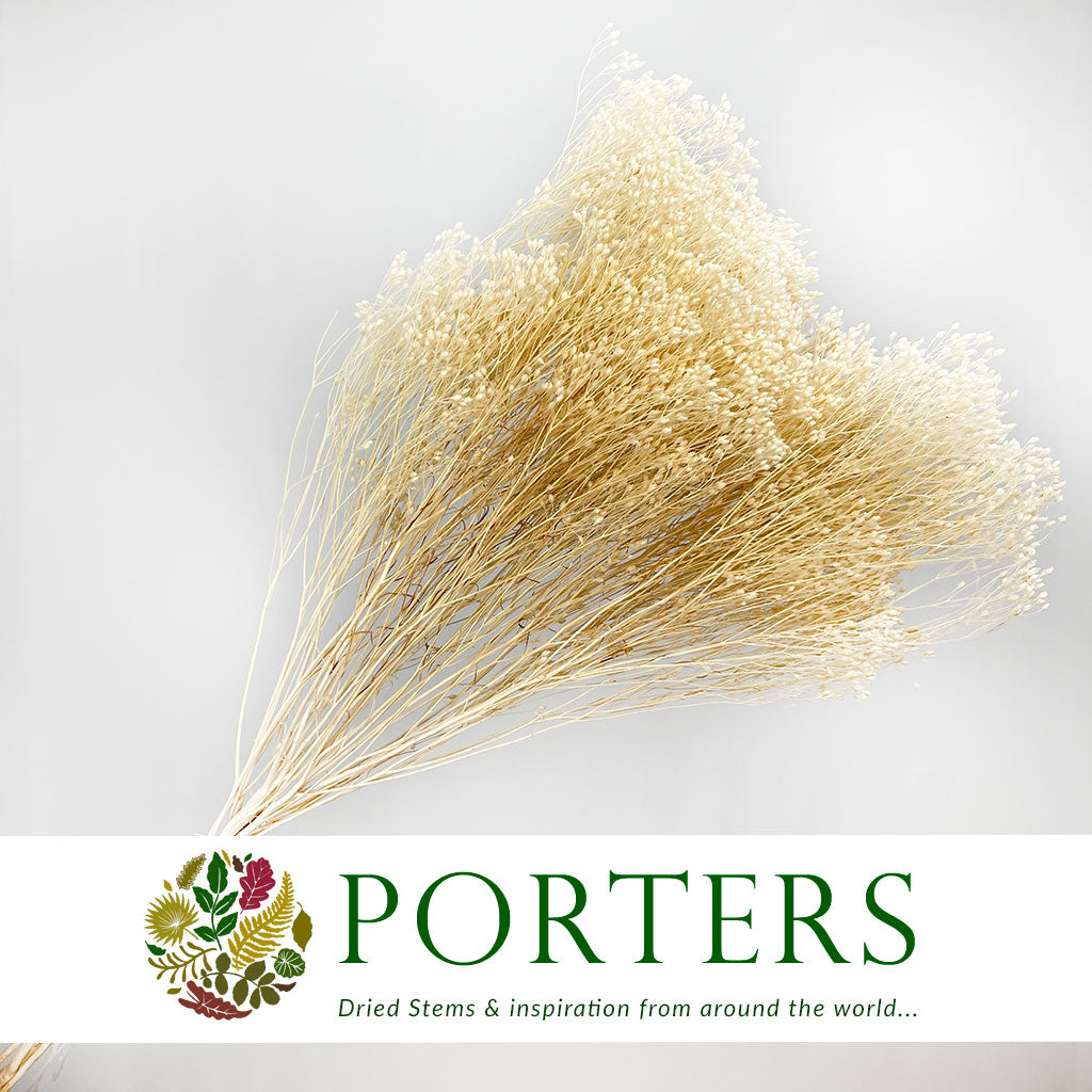 Broom &#39;Flower&#39; (Bleached) (DRY) (100g)