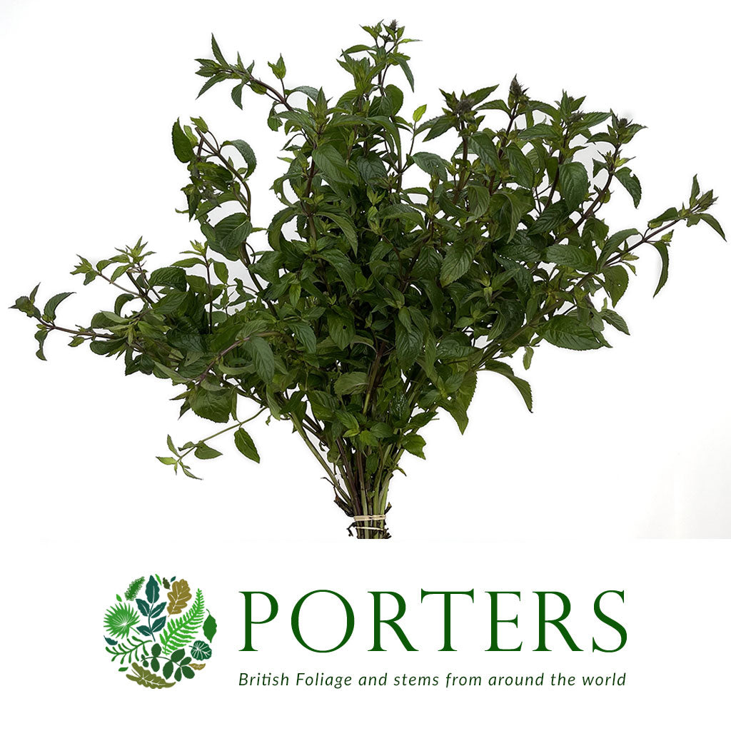 Mint &#39;Basil&#39; (Cultivated E) (x20)