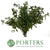 Mint 'Basil' (Cultivated E) (x20)