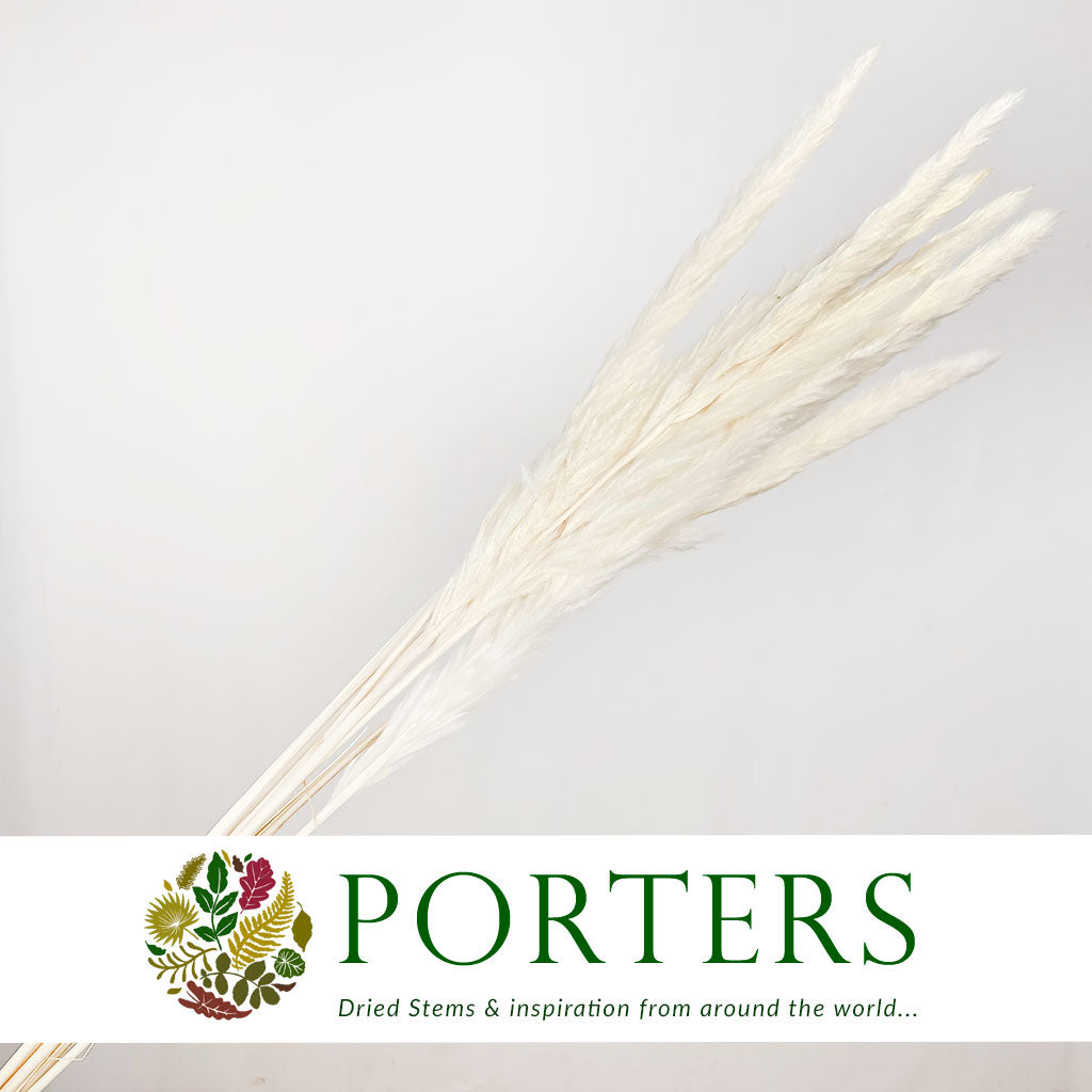 Grass &#39;Tail Reed&#39; (Bleached) (Fluffy Baby) (DRY) (x10)