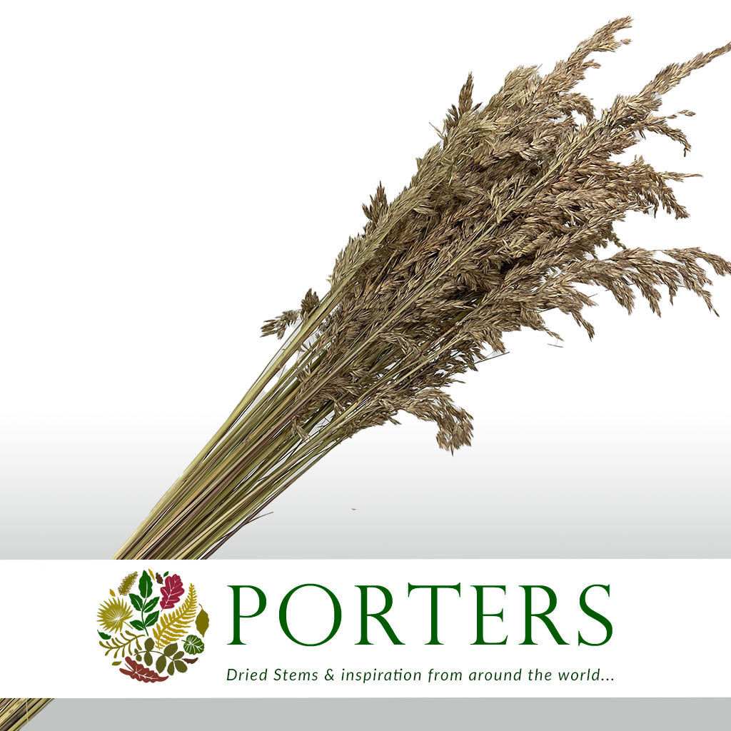 Grass &#39;Ampelodesmos&#39; (Natural) DRY (x10)