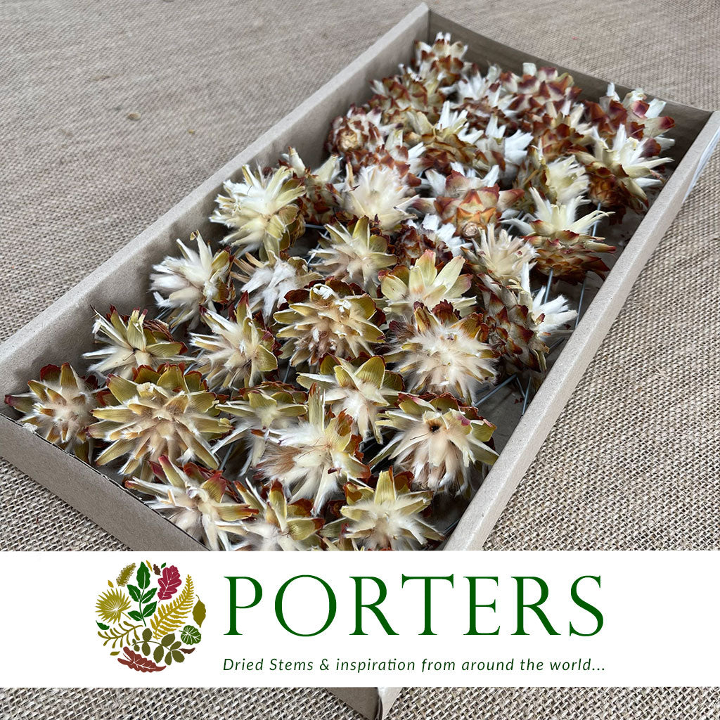 Cones &#39;Plumosum&#39; (on wire) (Cream) (DRY)(40pcs)