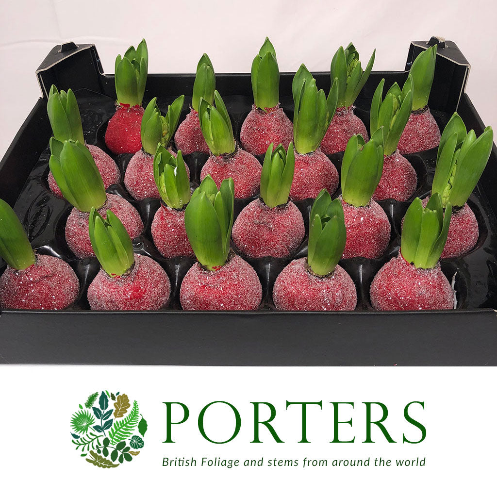 Wax Hyacinth Red Glitter