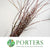 Pussy Willow (Cultivated E) 200cm (x10)