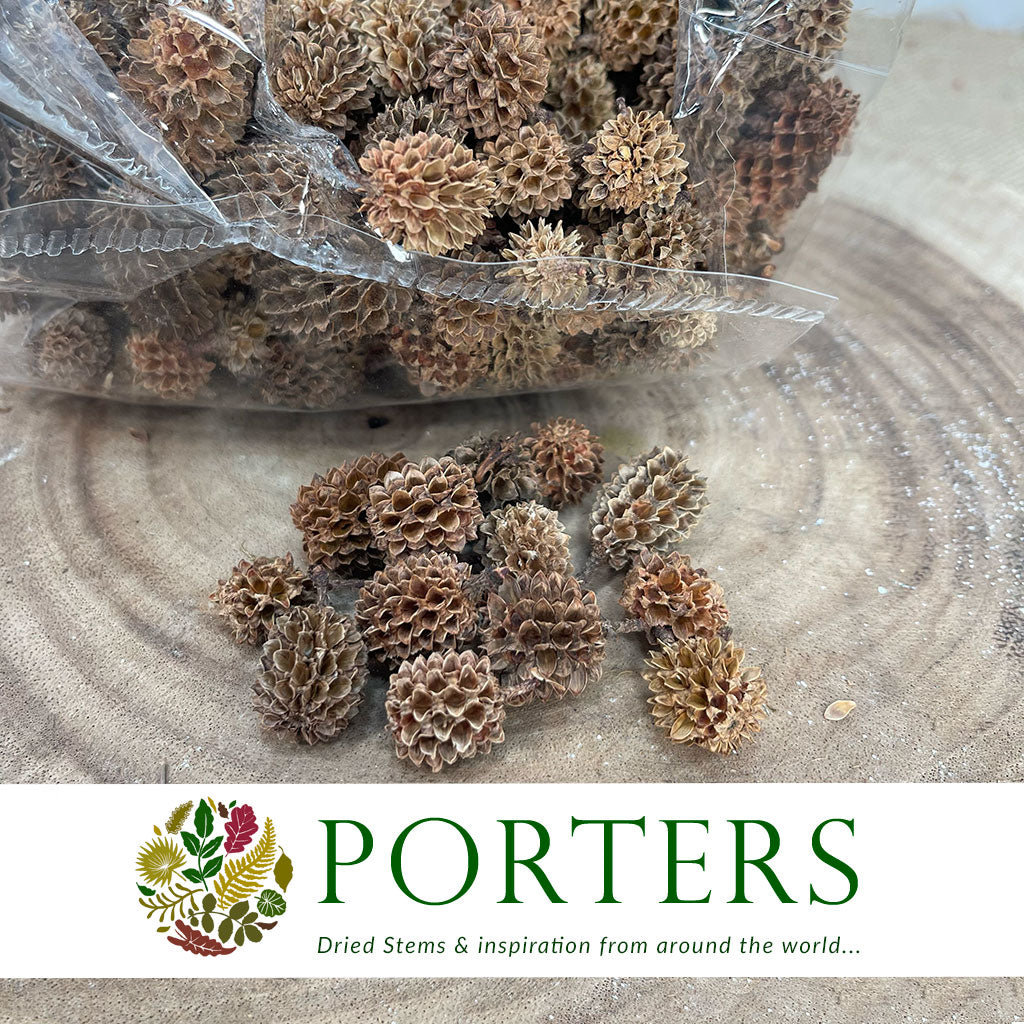 Cones &#39;Casurina Pods&#39; (Natural) DRY (750g)