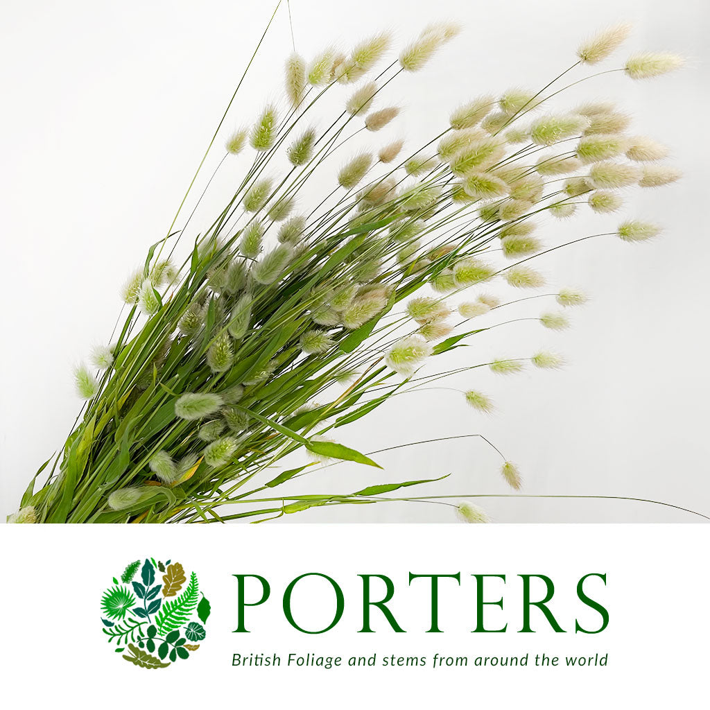 Grass &#39;Lagurus&#39; (Fresh) (Various)
