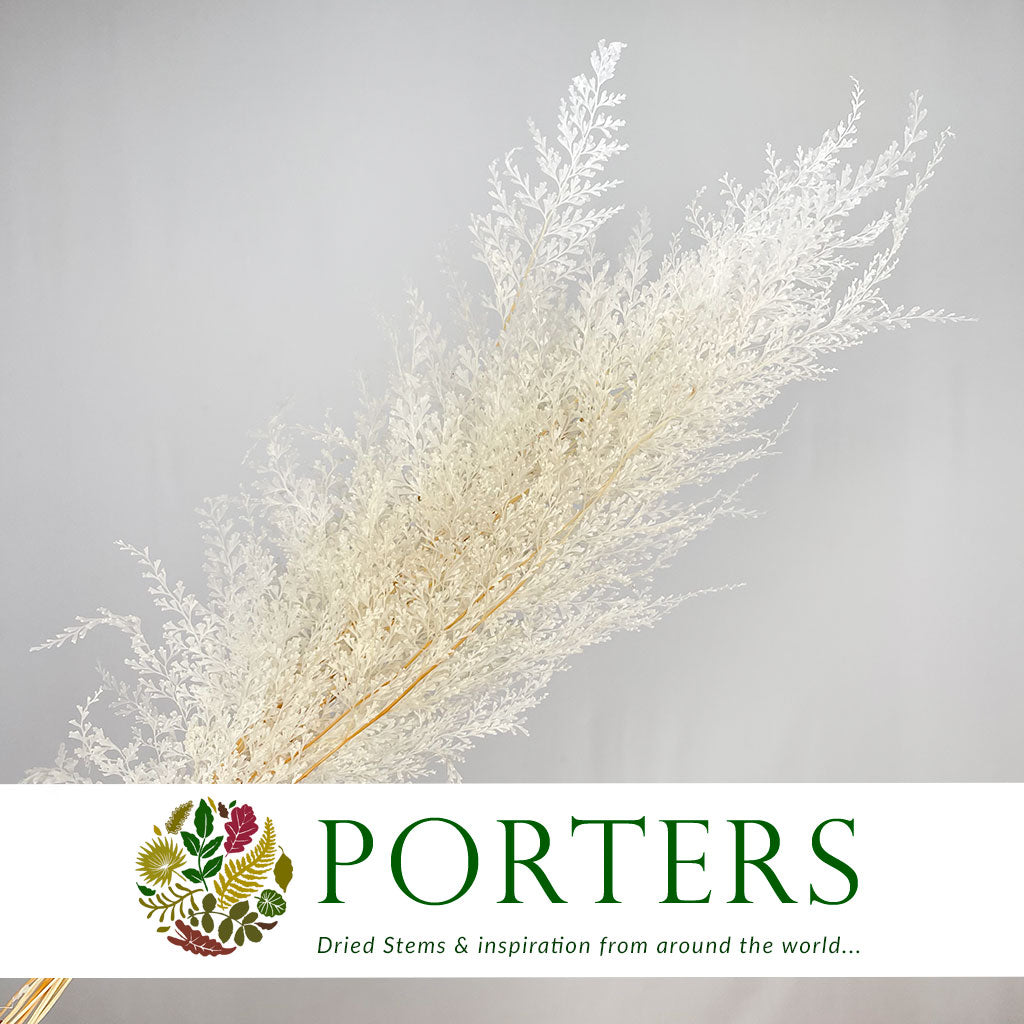 Lace Fern (Bleached) (DRY) (x10)
