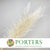 Lace Fern (Bleached) (DRY) (x10)