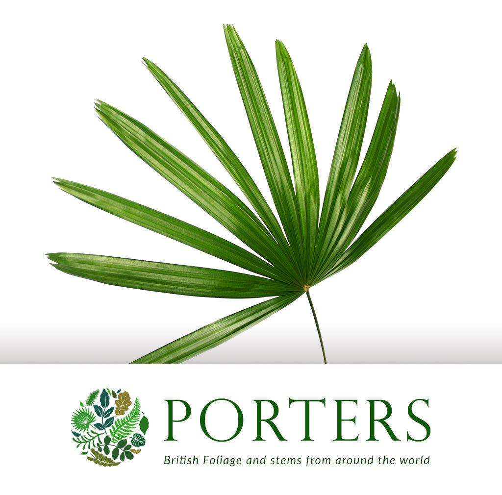 Palm &#39;Raphis&#39; Leaves (x10)