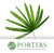 Palm 'Raphis' Leaves (x10)