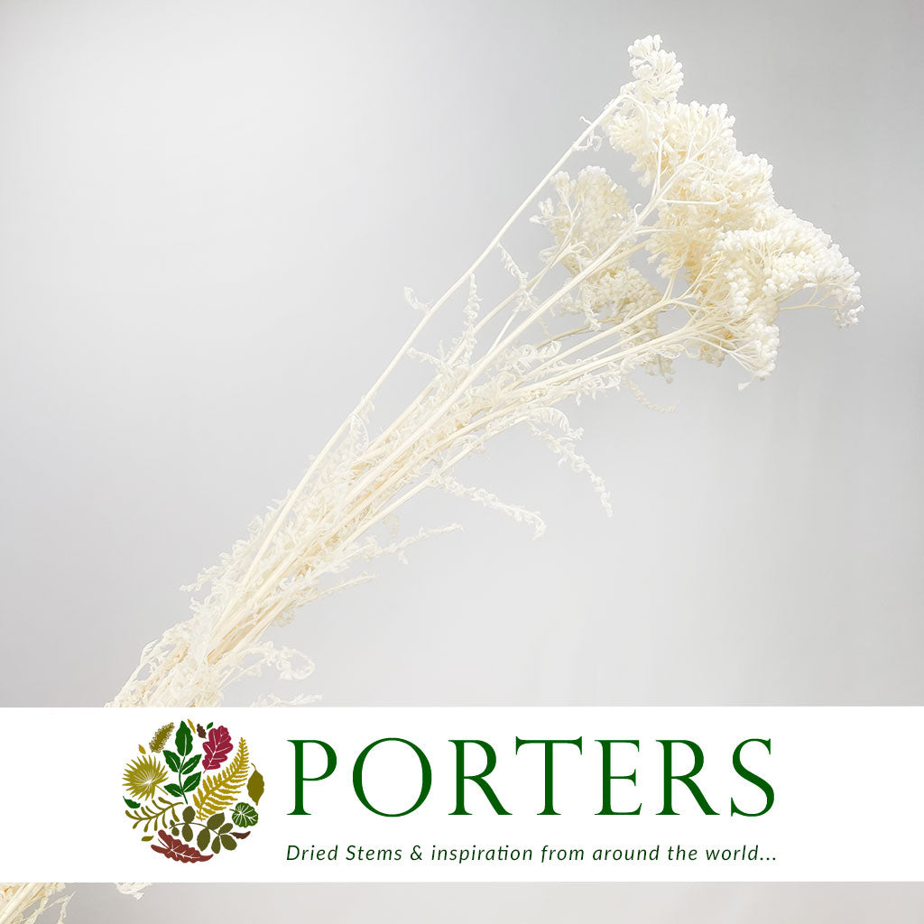 Achillea &#39;Parker&#39; (Bleached) (DRY)