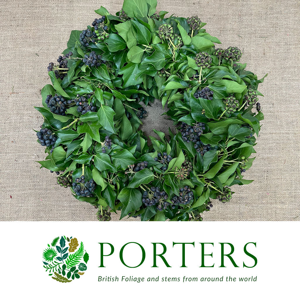 Ivy &#39;Berried Ivy Wreath&#39; (12&quot; or 30cm) (Mossed)