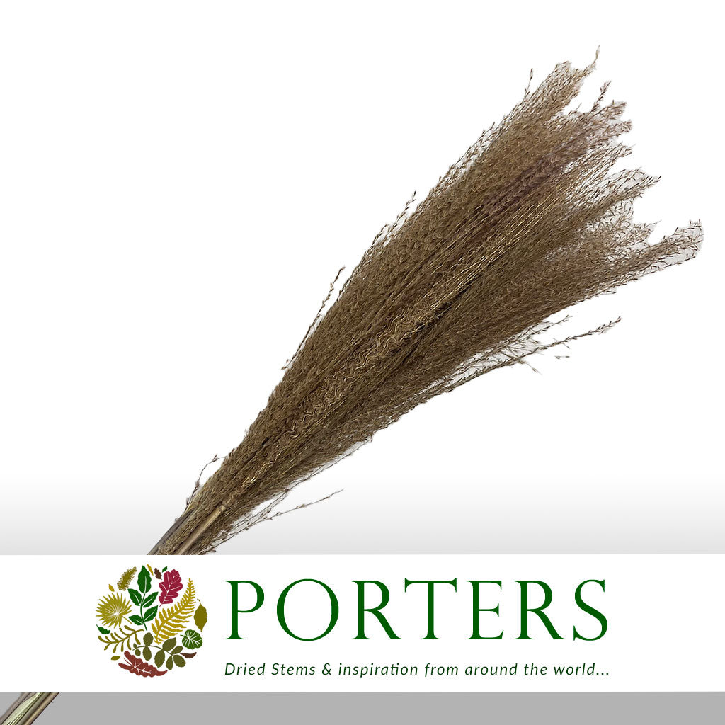 Grass &#39;Miscanthus&#39; (DRY) &#39;White Motion&#39; (x10)