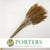 Grass 'Umbrella Heads' (Natural) (DRY) (x10)