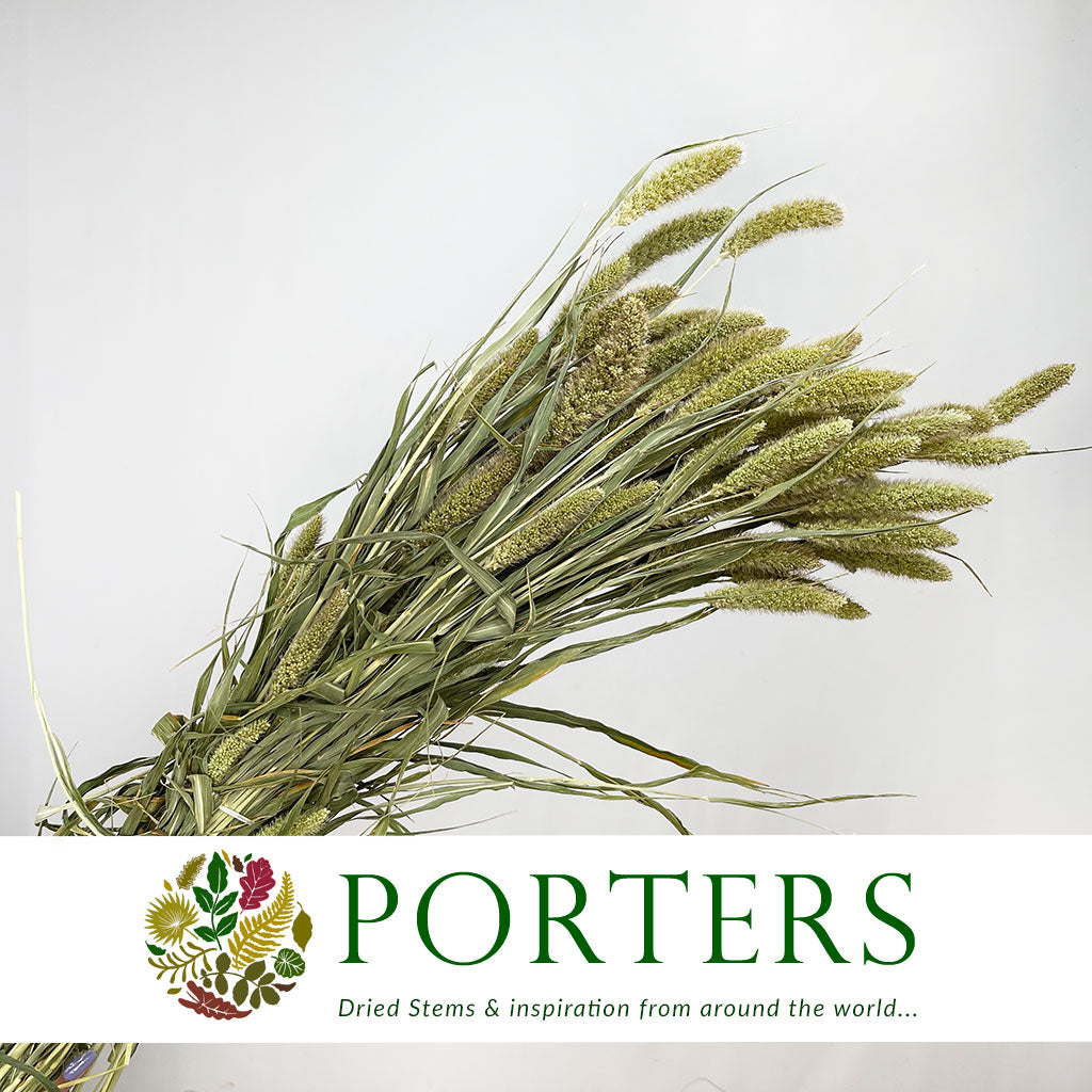 Grass &#39;Setaria&#39; (DRY)