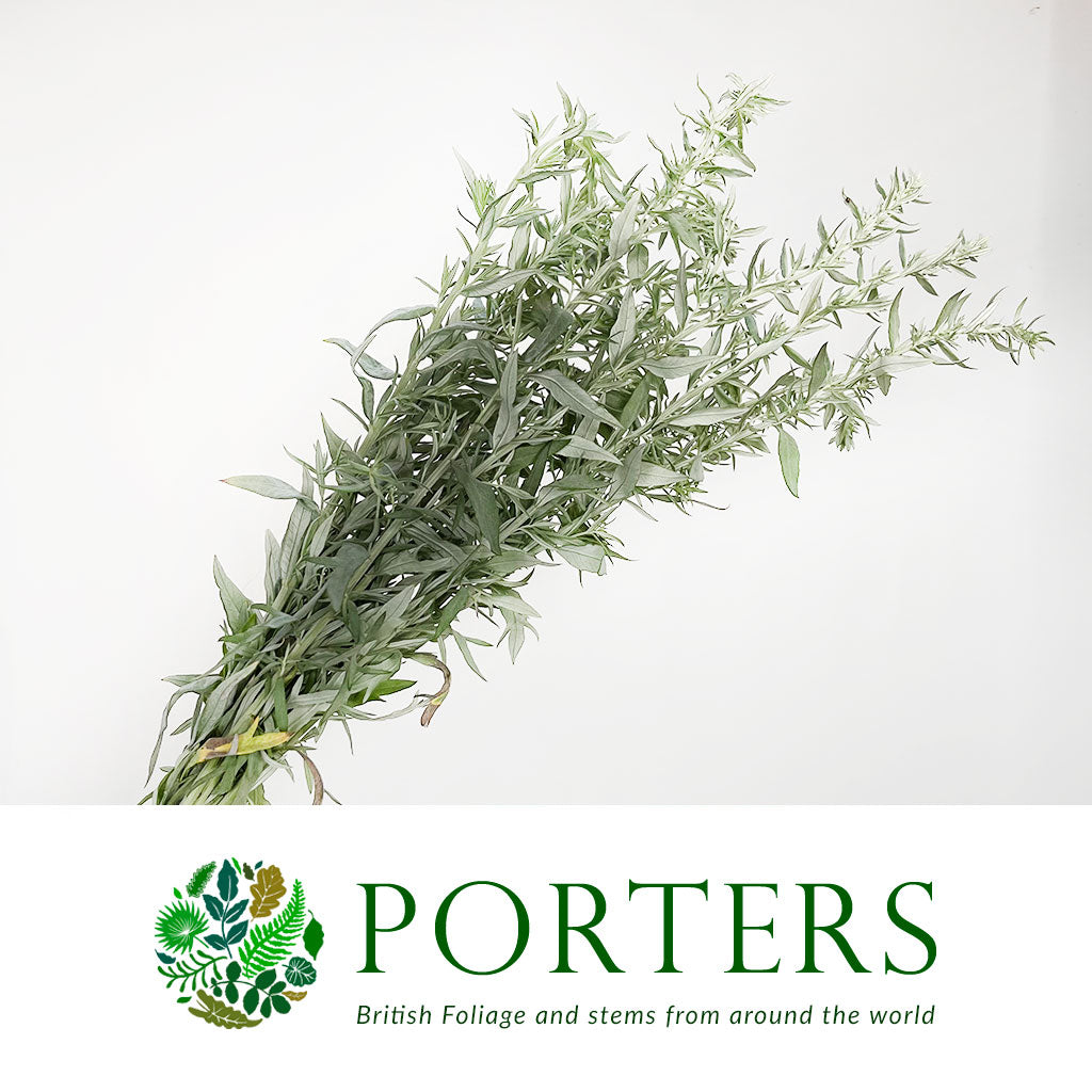 Artemisia (x10)