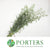 Artemisia (x10)