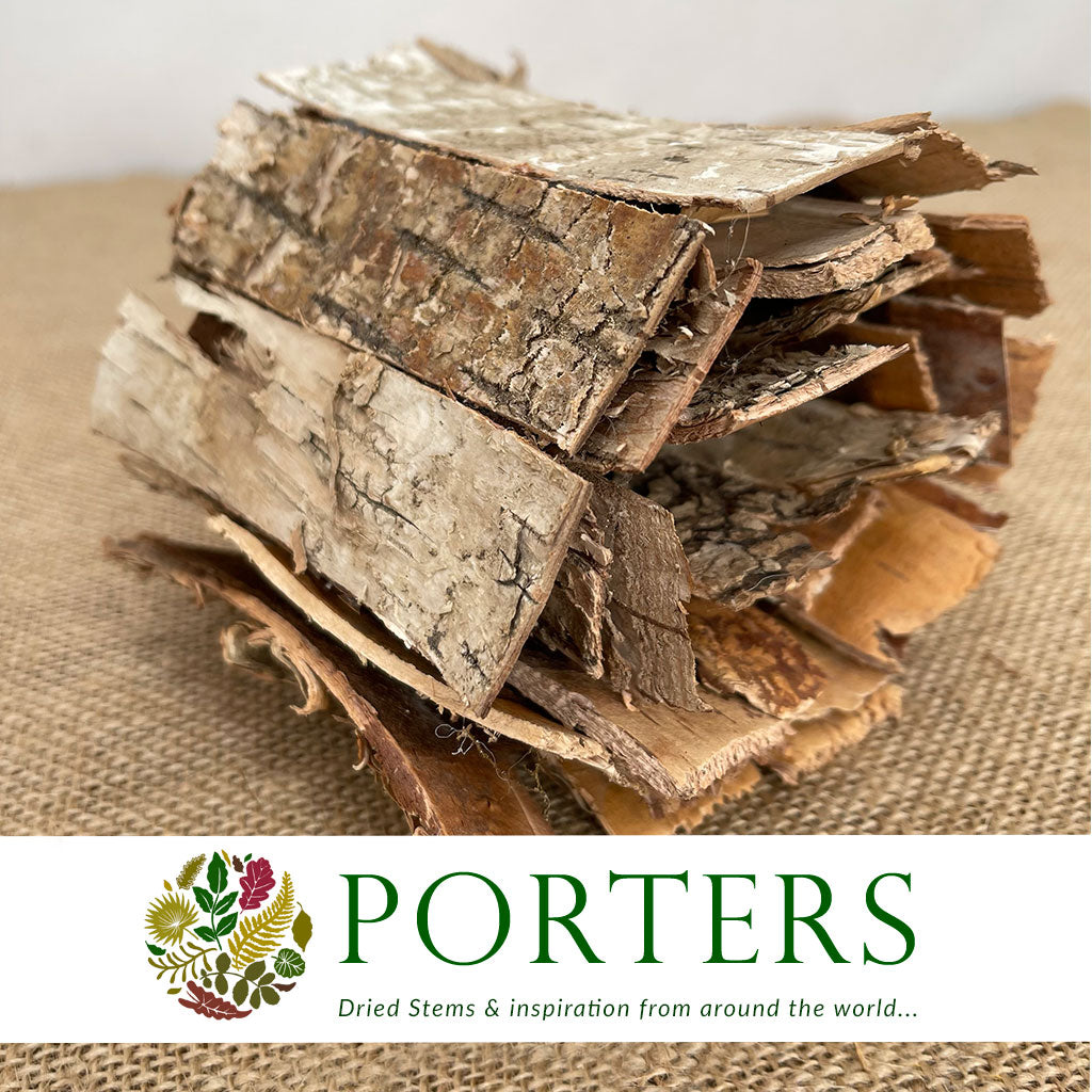 Birch Bark &#39;Ribbon Birch&#39; (DRY) (90cm x 11cm)