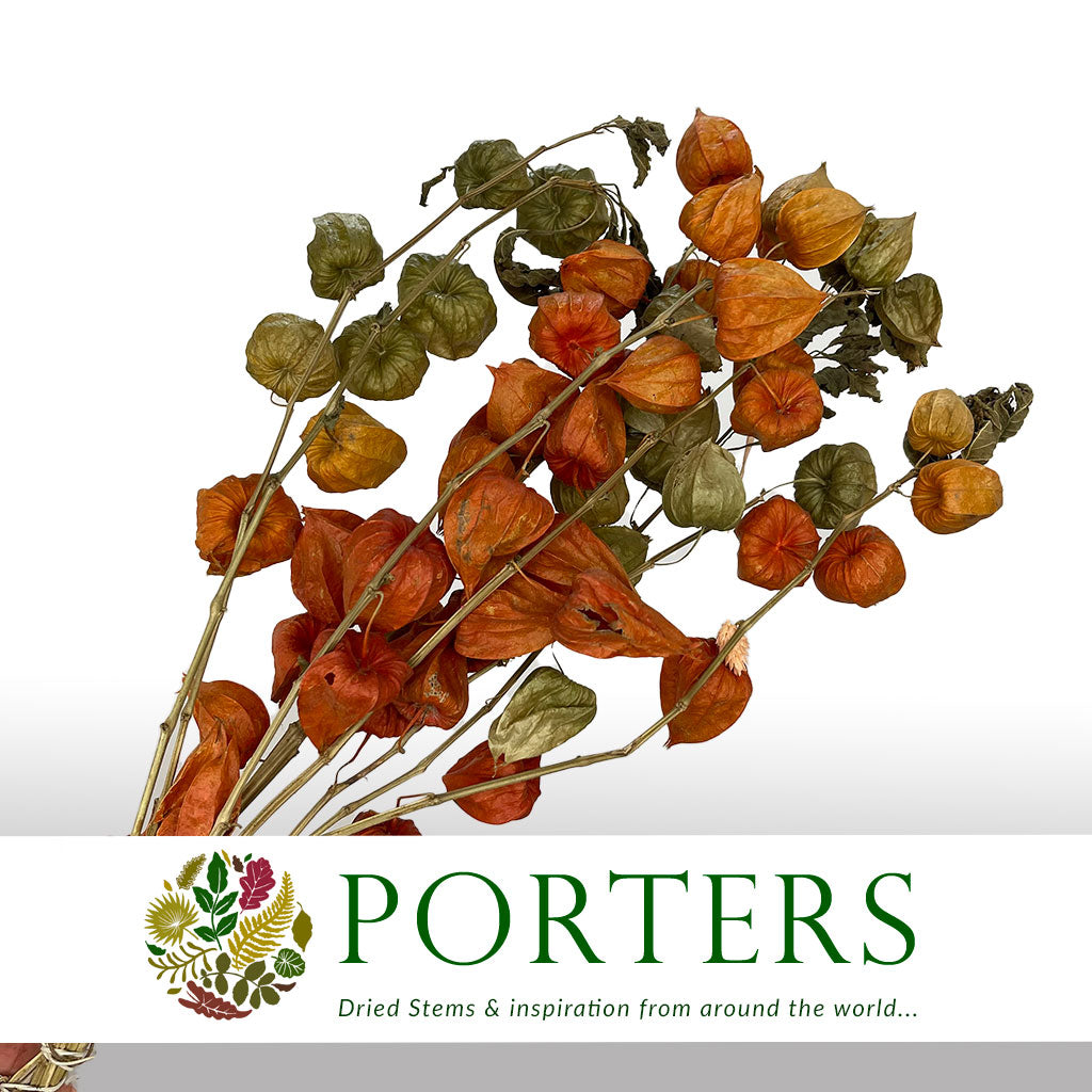 Physalis &#39;Orange&#39; (Chinese Lanterns) (DRY)