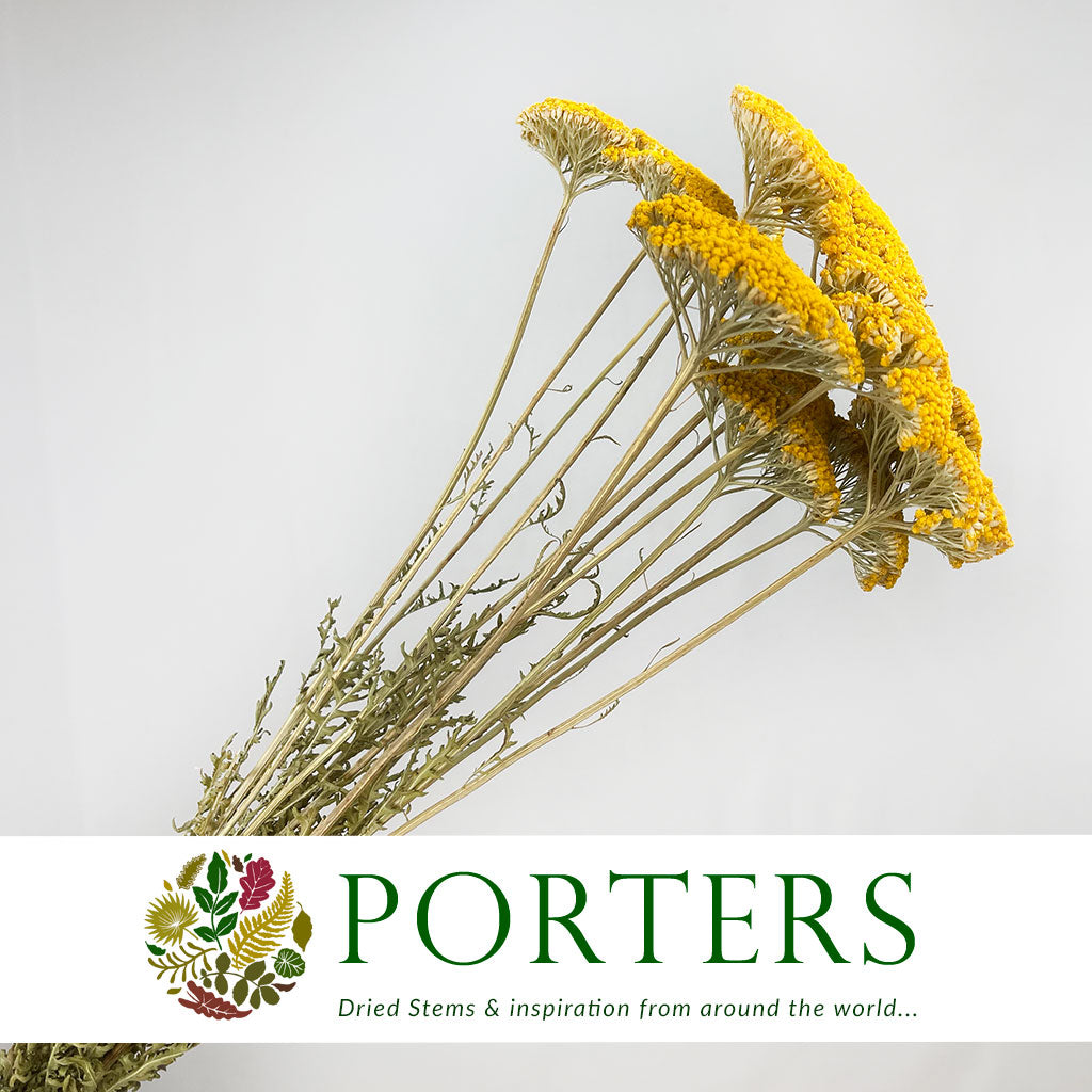 Achillea &#39;Parker&#39; (Natural) (DRY) 60cm (x10)
