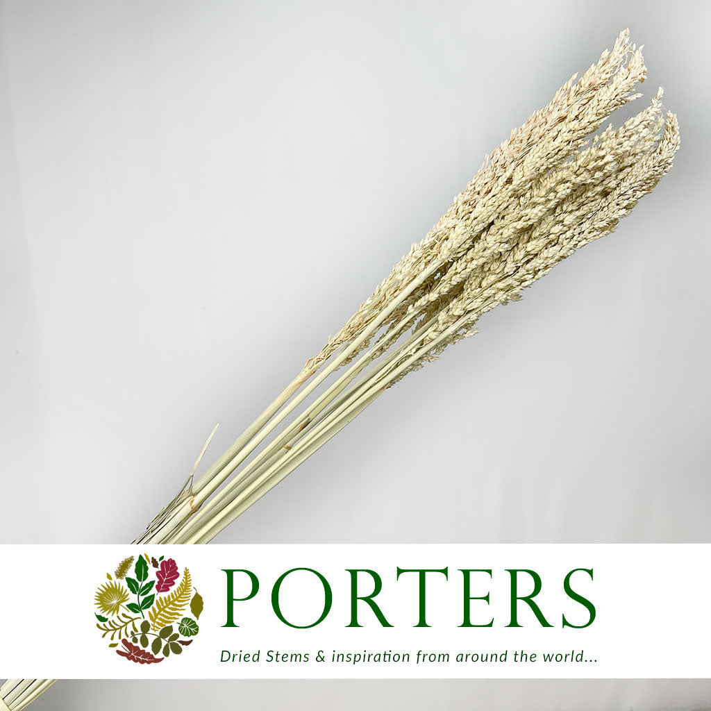 Grass &#39;Sorgum&#39; (Natural) (DRY) 70cm (100g)