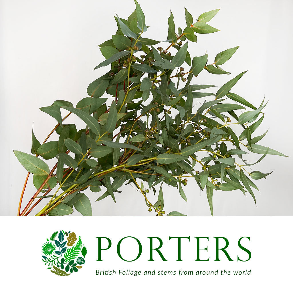 Eucalyptus &#39;Cinerea&#39; (Berries) 70cm (300g)