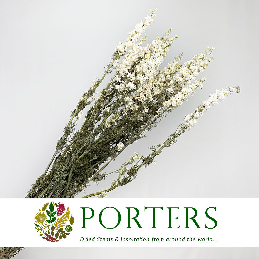 Delphinium &#39;Flowers&#39; (Natural White) (DRY)