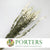 Delphinium 'Flowers' (Natural White) (DRY)