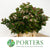 Viburnum 'Flowering' (Cultivated E) (x5 stems)