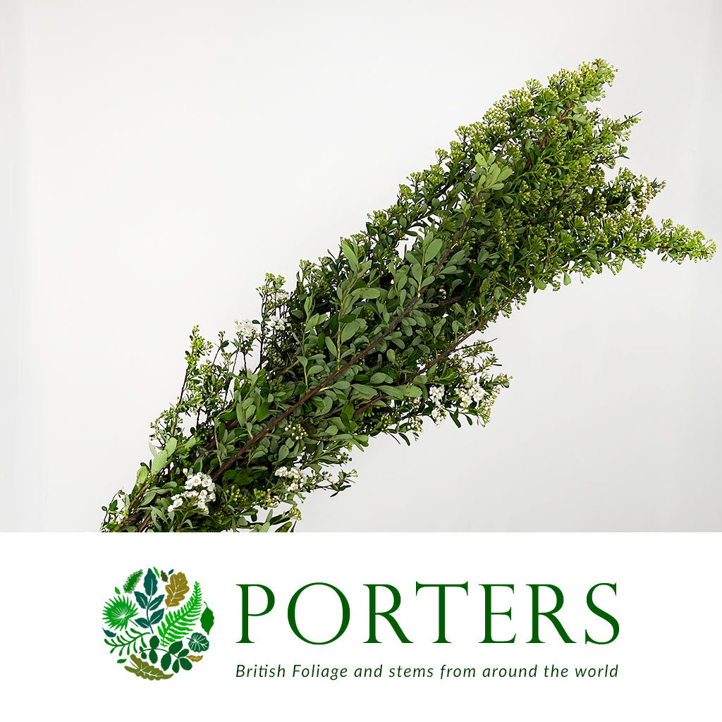 Spiraea &#39;Cultivated&#39;