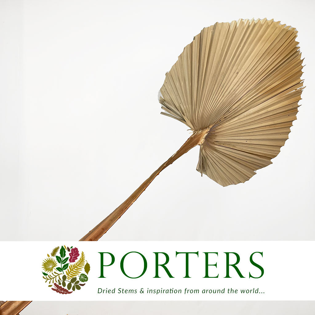 Palm &#39;Spear Palm&#39; (Super) (Natural) 1m (DRY) (stem)