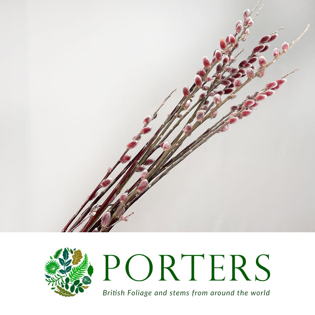Pussy Willow 'Red Passion' (Various Sizes)