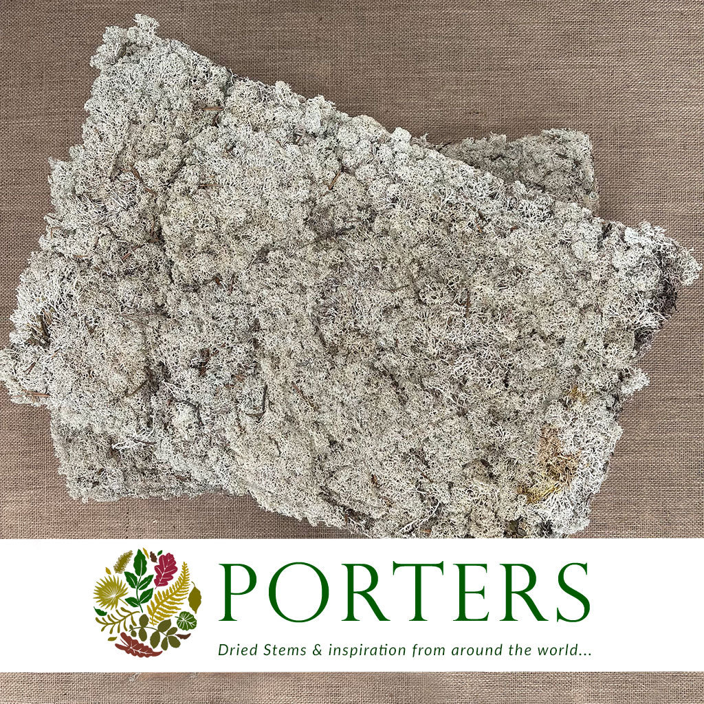 Moss &#39;Reindeer Vac&#39; (DRY) (Large box)