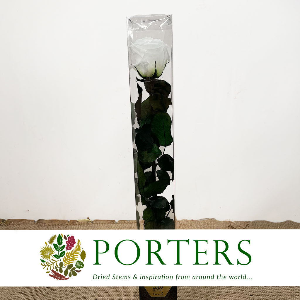 Rose (Single Stems) &#39;Preserved&#39; (DRY) 50cm (x1)