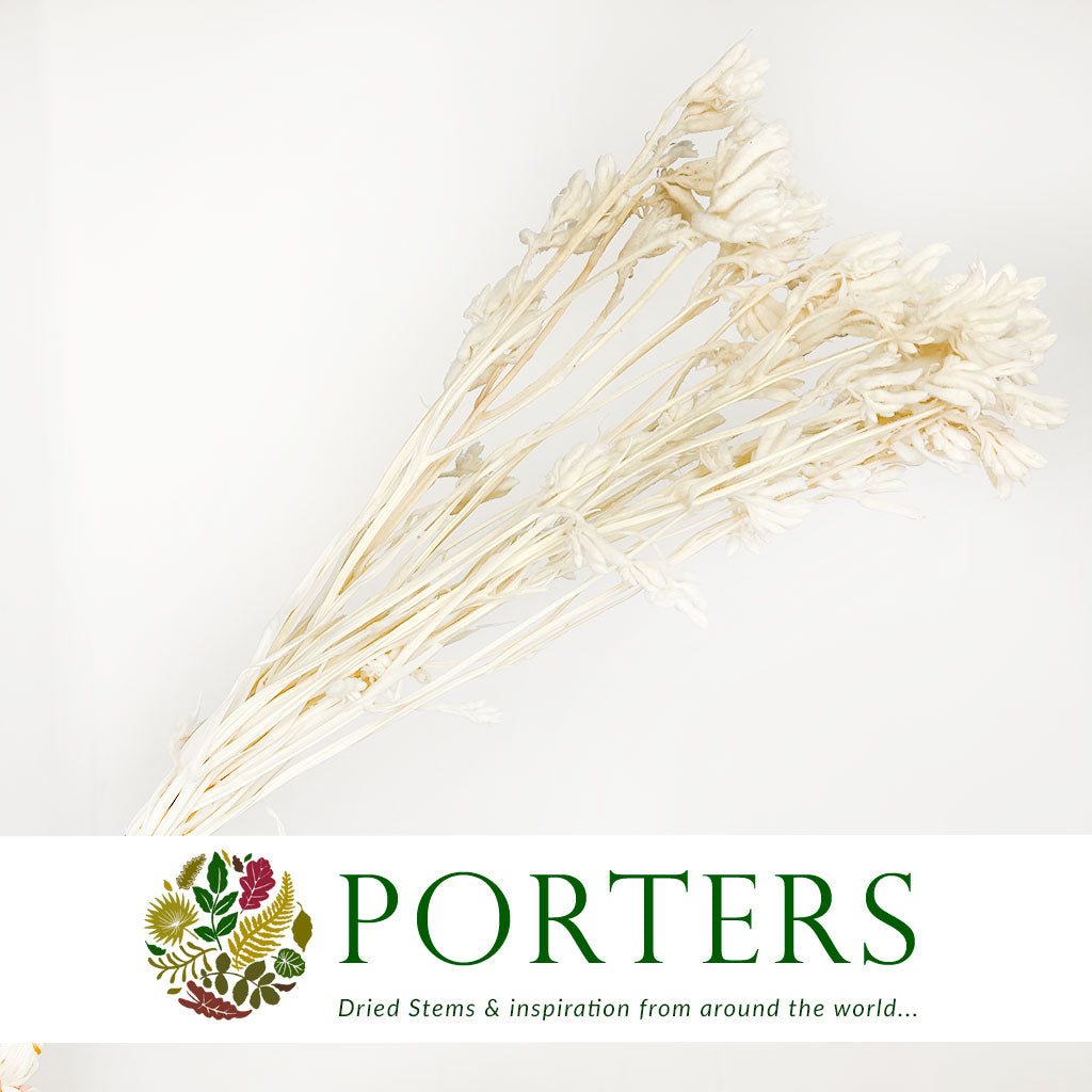 Kangaroo Paw (Bleached) (DRY) 60cm