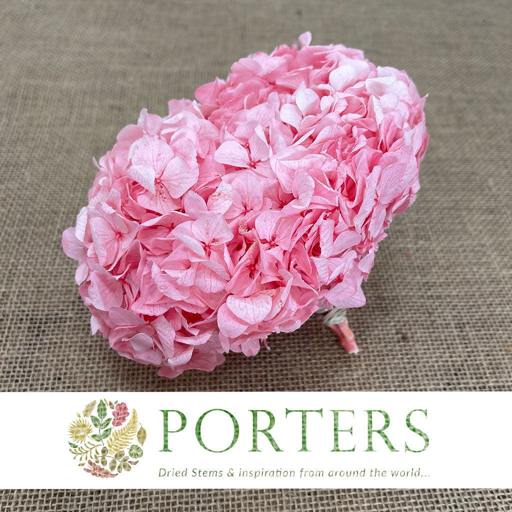Hydrangea Flower (Pink-Baby Pink) Bleached DRY (Large single stem)