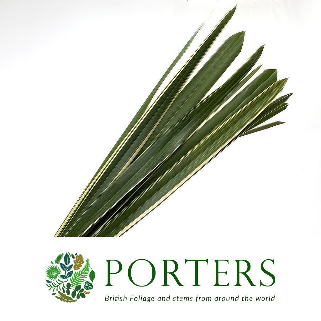 Phormium &#39;Leaves&#39; (Veriegated) 1m (x10)