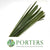 Phormium Variegated 1m (x10)