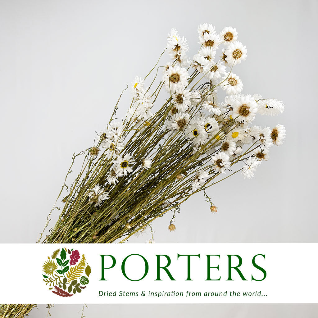 Acroclinium/Rhodante &#39;Flower&#39; (White) (DRY)