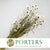 Acroclinium/Rhodante 'Flower' (White) (DRY)