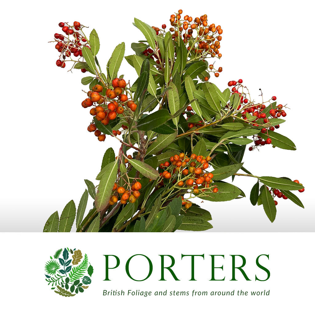 Photinia Berries 400g