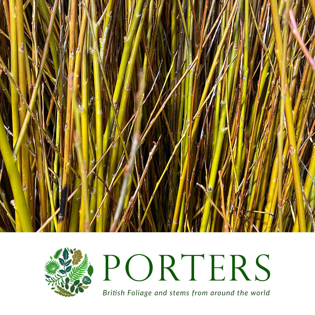 Dogwood &#39;Orange&#39; (Wild) (Various Lengths 1.2-1.8m)