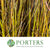 Dogwood 'Orange' (Wild) (Various Lengths 1.2-1.8m)